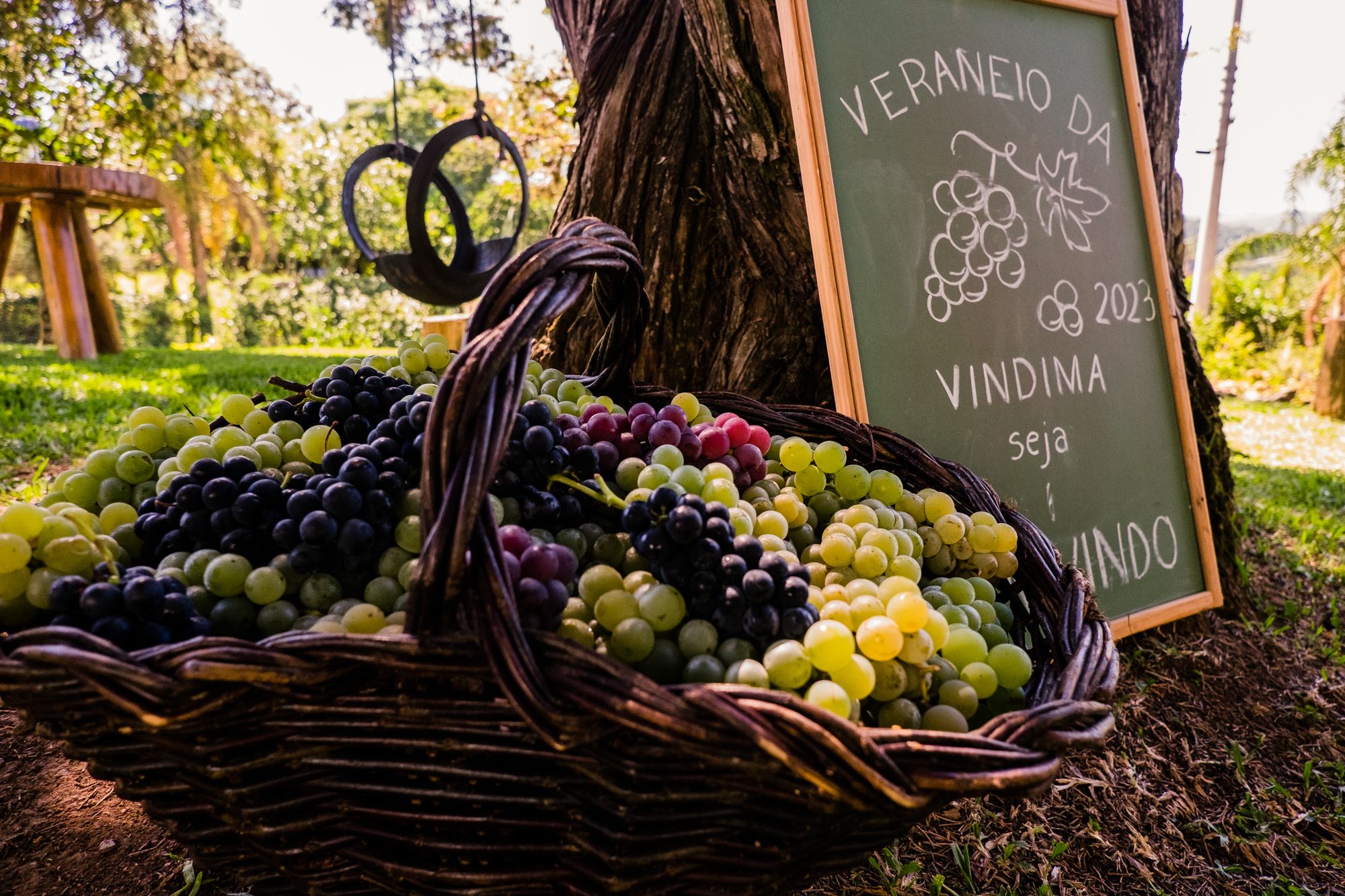 Vindima Na Osteria della Colombina